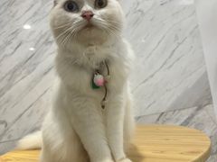 -楼上猫咖(罗湖店)