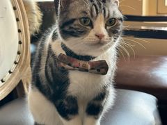 -猫小院猫主题餐厅(南锣旗舰店)