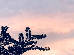 -武汉花鸟市场