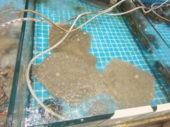 -渡海小渔村.老辈日照菜