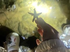 -日照海滨国家森林公园