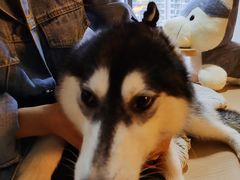 -Husky Go! 哈士奇体验馆·宠物咖啡厅狗咖