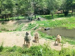 -沈阳森林动物园