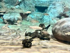 -上海海洋水族馆