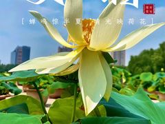 -莲花池公园