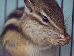 -三圣花乡旅游区