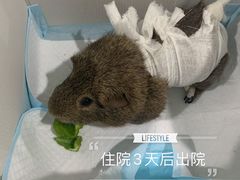-北京观赏动物医院·24小时大型综合·猫专科·异宠专科