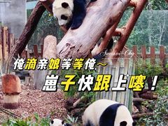 -成都大熊猫繁育研究基地