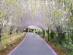 -大塘金香草谷
