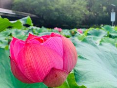-陈家山荷花公园