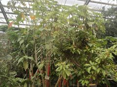 -呀路古热带植物园