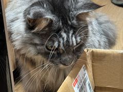 -MOCHA明星猫咖(田子坊店)