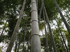 -云栖竹径