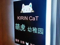 -70cat德文卷毛猫·缅因猫纯种猫舍