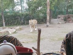 -上海野生动物园老虎餐厅