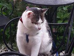 android_upload_pic-海边的猫和咖啡馆