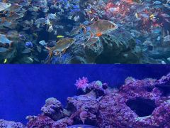 -成都浩海立方海洋公园