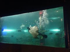 -洛阳龙门海洋馆