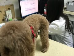 -美联众合爱康动物医院•复杂内科•肿瘤科•牙科•腔镜诊疗中心