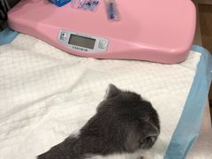 -瑞派名望24h动物医院异宠专科·猫专科·骨科·重症监护分院