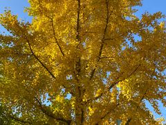 -为公商旅酒店(北京大学口腔医院魏公村总院店)