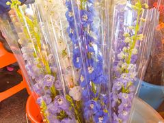 -越秀西湖花市(广州城市广场花卉店)