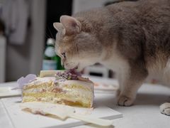 -派悦坊·甜品·蛋糕(日坛店)