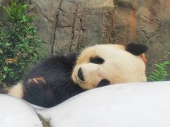 -香港海洋公园