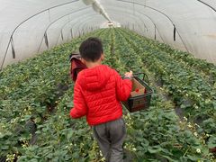-小鱼草莓采摘园农家乐·小鱼餐厅