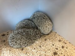 -浣熊柯尔鸭土拨鼠·电玩咖