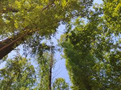 -青龙山国家森林公园