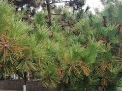 -八大关-近代建筑
