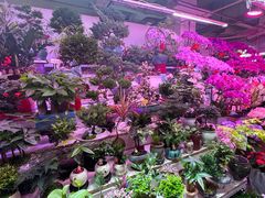 -花鸟鱼虫鲜花绿植市场(玉泉路店)