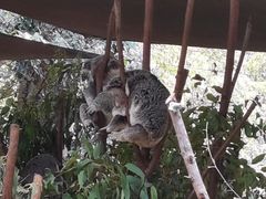 -可伦宾野生动物保护区
