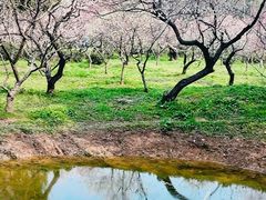 -梅花山(明孝陵内)