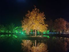 -金塔沙漠胡杨林景区