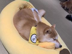 -逗柴咖啡屋·狗咖猫咖宠物桌游