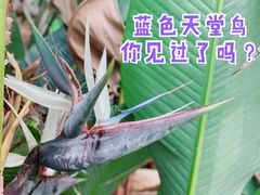 -天适樱花悠乐园