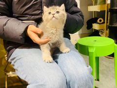 -欣宠猫屋·矮脚拿破仑·蓝金金渐层