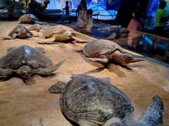 -贝林大翅鲸简餐厅(国家海洋博物馆店)