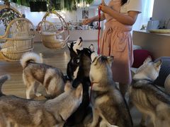 -Husky Go! 哈士奇体验馆·宠物咖啡厅狗咖