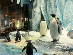 -帝企鹅自助餐厅•儿童岛•真企鹅(长隆企鹅酒店)