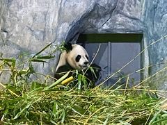 -深圳野生动物园