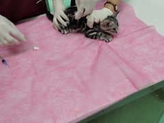 -北京观赏动物医院·24小时大型综合·猫专科·异宠专科