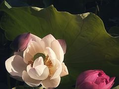 -渭滨公园
