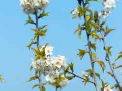 -樱桃山旅游景区