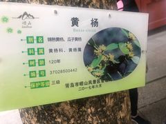 -青岛崂山太清宫