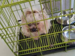 -宠福鑫康馨动物医院·骨科·眼科