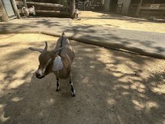 -费瑟代尔野生动物园