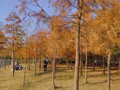 -上海海湾国家森林公园